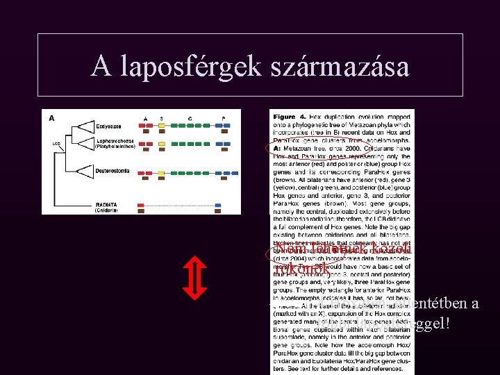 A laposférgek származása 10 Hox gén Nem lehetnek közeli rokonok 4 Hox gén, ellentétben