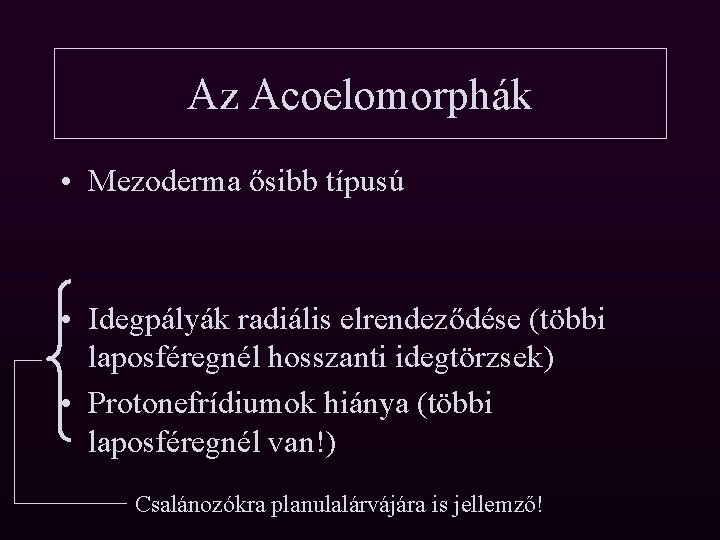 Az Acoelomorphák • Mezoderma ősibb típusú • Idegpályák radiális elrendeződése (többi laposféregnél hosszanti idegtörzsek)