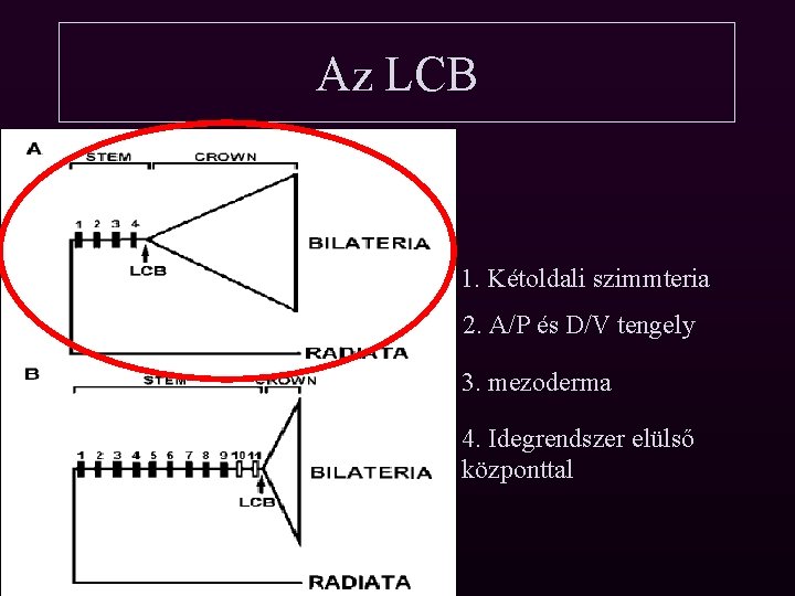 Az LCB 1. Kétoldali szimmteria 2. A/P és D/V tengely 3. mezoderma 4. Idegrendszer