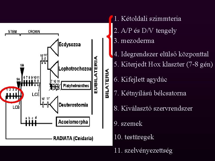 1. Kétoldali szimmteria 2. A/P és D/V tengely 3. mezoderma 4. Idegrendszer elülső központtal