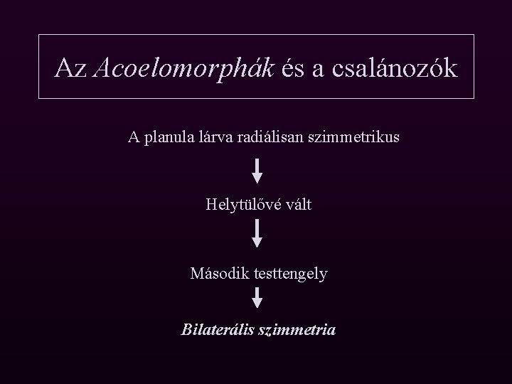 Az Acoelomorphák és a csalánozók A planula lárva radiálisan szimmetrikus Helytülővé vált Második testtengely