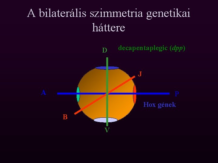 A bilaterális szimmetria genetikai háttere D decapentaplegic (dpp) J A P Hox gének B