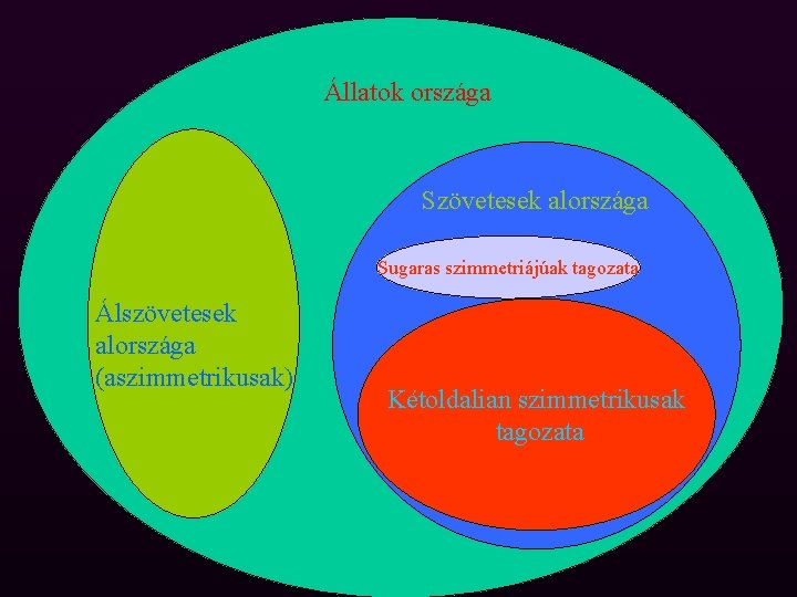 Állatok országa Szövetesek alországa Sugaras szimmetriájúak tagozata Álszövetesek alországa (aszimmetrikusak) Kétoldalian szimmetrikusak tagozata 