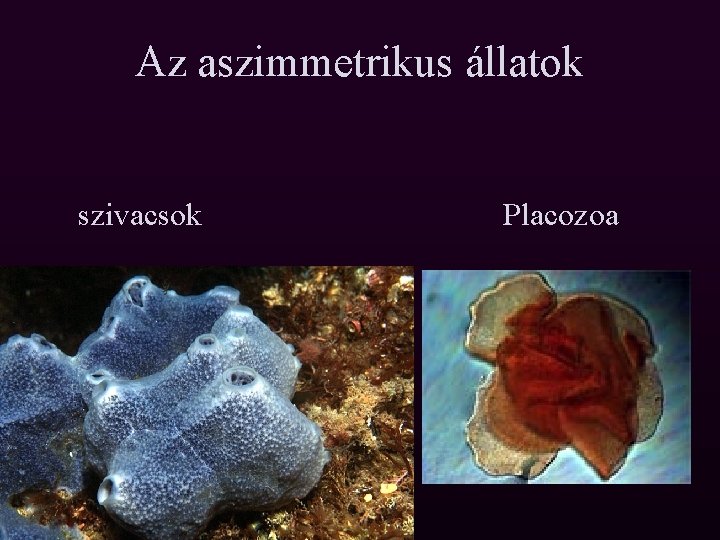 Az aszimmetrikus állatok szivacsok Placozoa 