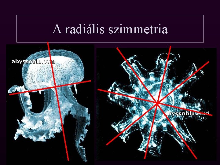 A radiális szimmetria 