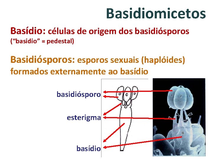 Basidiomicetos Basídio: células de origem dos basidiósporos (“basidio” = pedestal) Basidiósporos: esporos sexuais (haplóides)