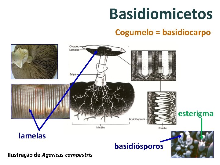 Basidiomicetos Cogumelo = basidiocarpo esterigma lamelas Ilustração de Agaricus campestris basidiósporos 