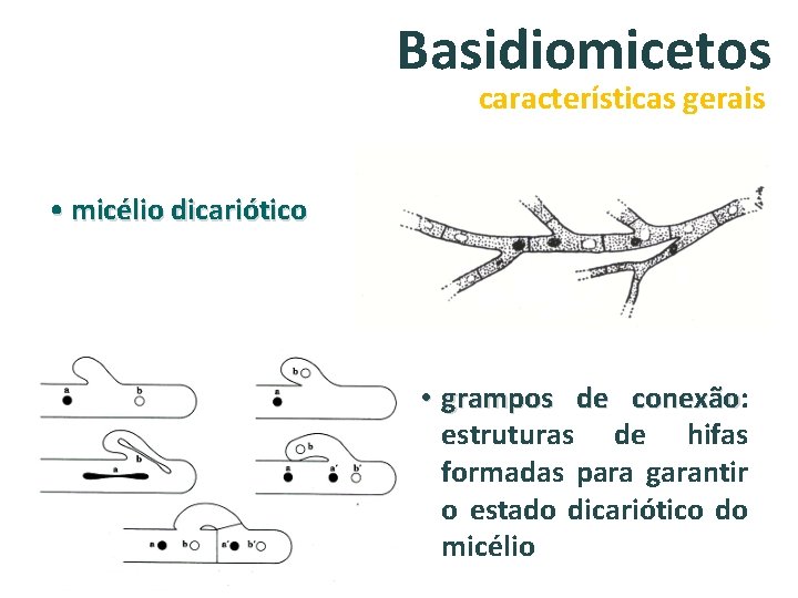 Basidiomicetos características gerais • micélio dicariótico • grampos de conexão: conexão estruturas de hifas