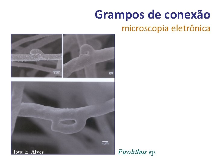 Grampos de conexão microscopia eletrônica foto: E. Alves Pisolithus sp. 