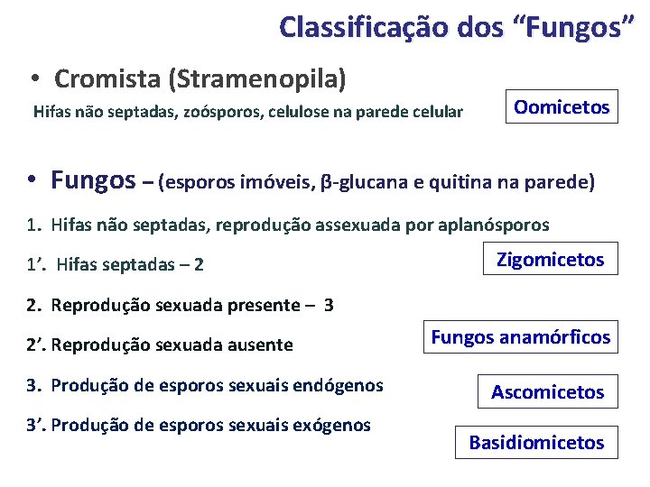 Classificação dos “Fungos” • Cromista (Stramenopila) Hifas não septadas, zoósporos, celulose na parede celular