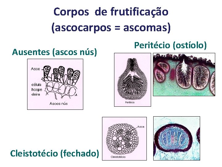 Corpos de frutificação (ascocarpos = ascomas) Ausentes (ascos nús) Cleistotécio (fechado) Peritécio (ostíolo) 