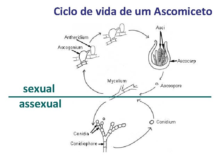 Ciclo de vida de um Ascomiceto sexual assexual 