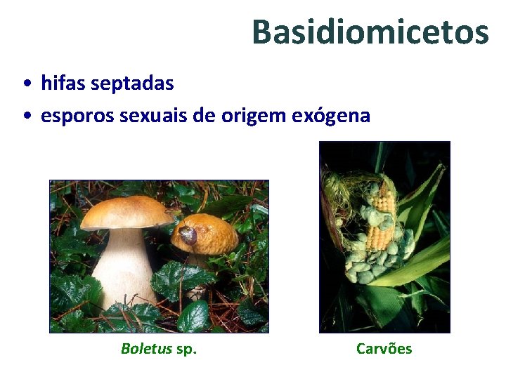Basidiomicetos • hifas septadas • esporos sexuais de origem exógena Boletus sp. Carvões 