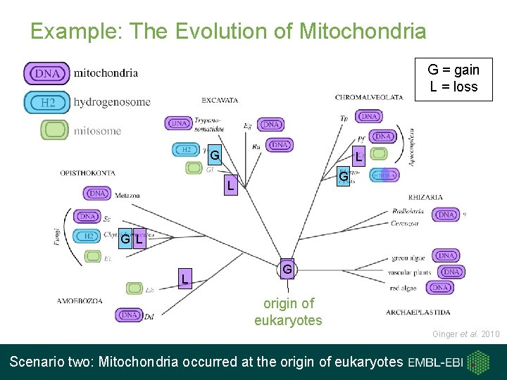 Example: The Evolution of Mitochondria G = gain L = loss G L G