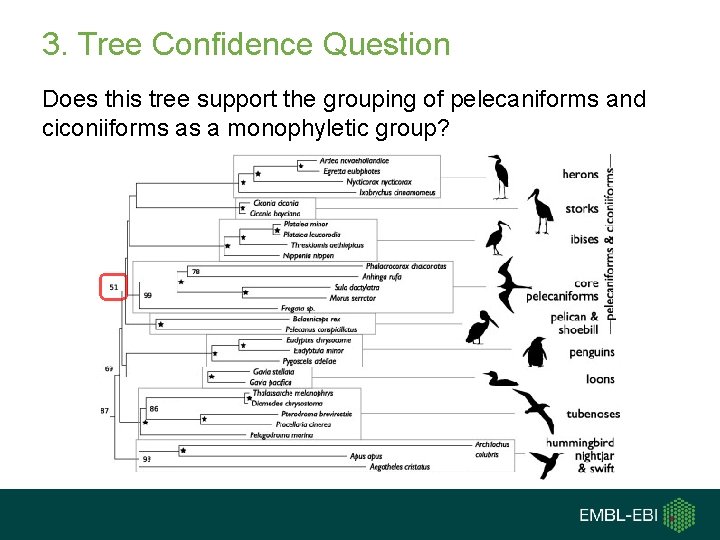 3. Tree Confidence Question Does this tree support the grouping of pelecaniforms and ciconiiforms