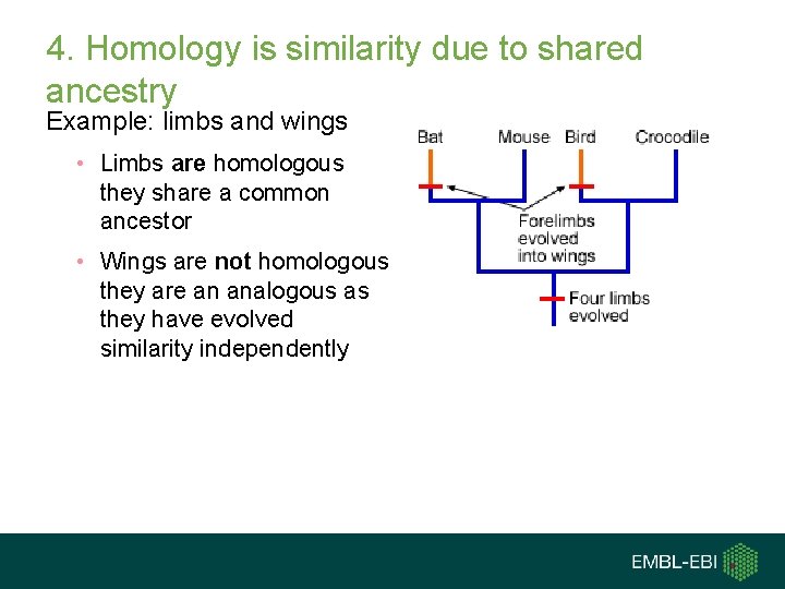 4. Homology is similarity due to shared ancestry Example: limbs and wings • Limbs