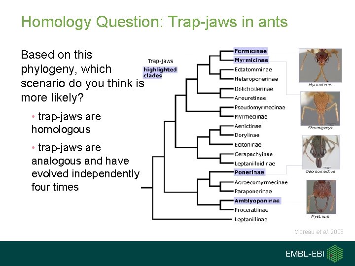 Homology Question: Trap-jaws in ants Based on this phylogeny, which scenario do you think