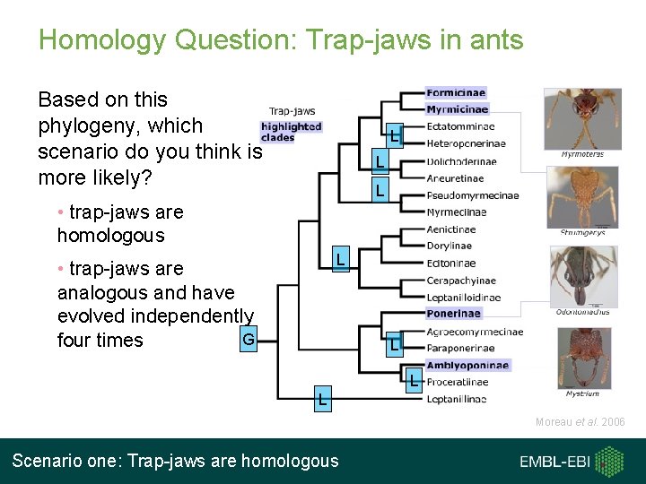 Homology Question: Trap-jaws in ants Based on this phylogeny, which scenario do you think