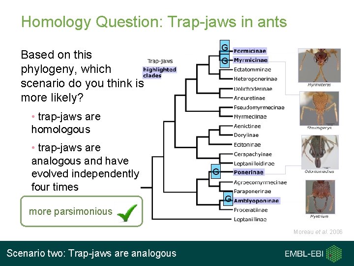 Homology Question: Trap-jaws in ants G Based on this phylogeny, which scenario do you