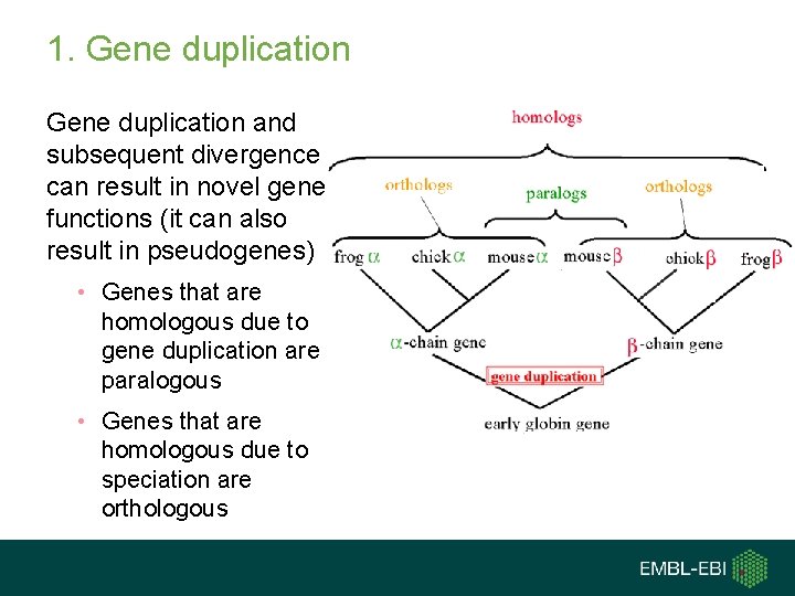 1. Gene duplication and subsequent divergence can result in novel gene functions (it can