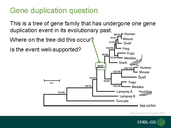 Gene duplication question This is a tree of gene family that has undergone gene