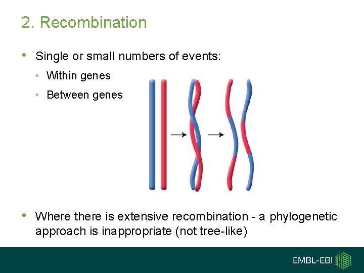 2. Recombination • Single or small numbers of events: • Within genes • Between