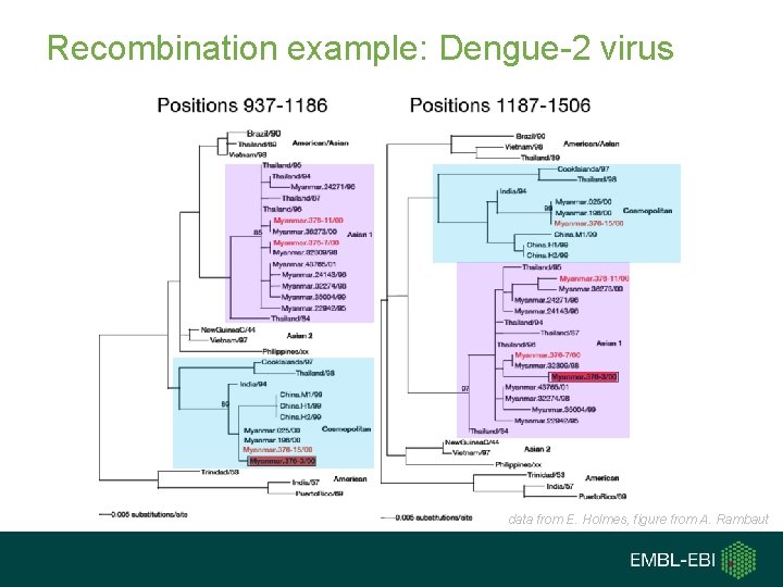 Recombination example: Dengue-2 virus data from E. Holmes, figure from A. Rambaut 