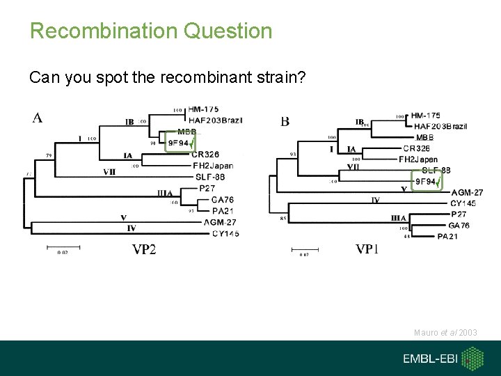 Recombination Question Can you spot the recombinant strain? Mauro et al 2003 