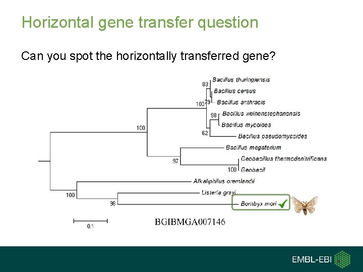 Horizontal gene transfer question Can you spot the horizontally transferred gene? 