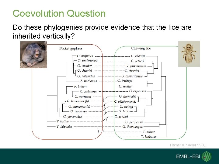 Coevolution Question Do these phylogenies provide evidence that the lice are inherited vertically? Hafner
