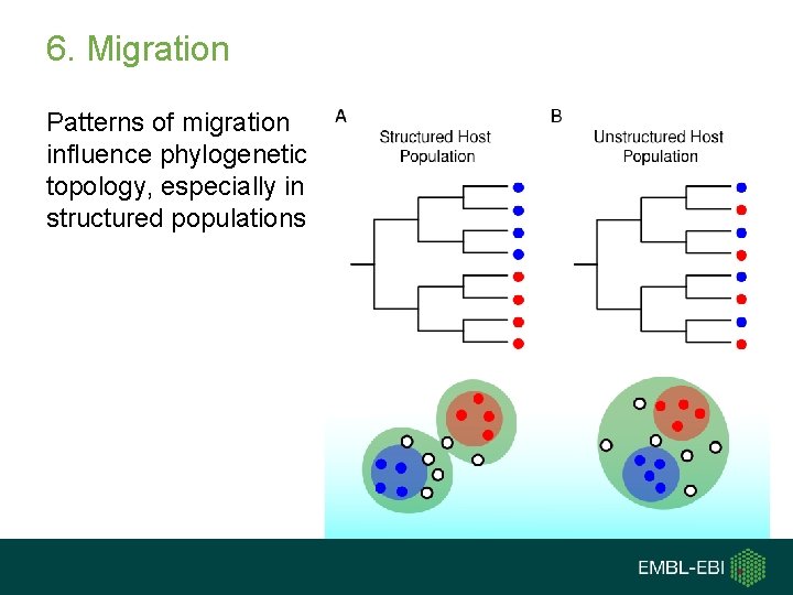 6. Migration Patterns of migration influence phylogenetic topology, especially in structured populations 