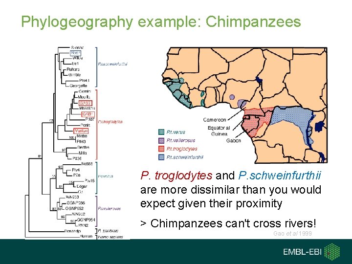 Phylogeography example: Chimpanzees P. troglodytes and P. schweinfurthii are more dissimilar than you would