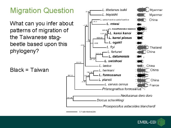 Migration Question What can you infer about patterns of migration of the Taiwanese stagbeetle