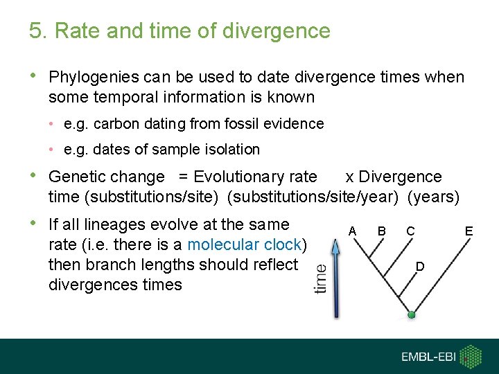 5. Rate and time of divergence • Phylogenies can be used to date divergence