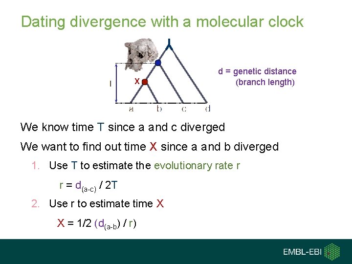Dating divergence with a molecular clock X d = genetic distance (branch length) We