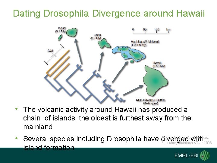 Dating Drosophila Divergence around Hawaii • The volcanic activity around Hawaii has produced a