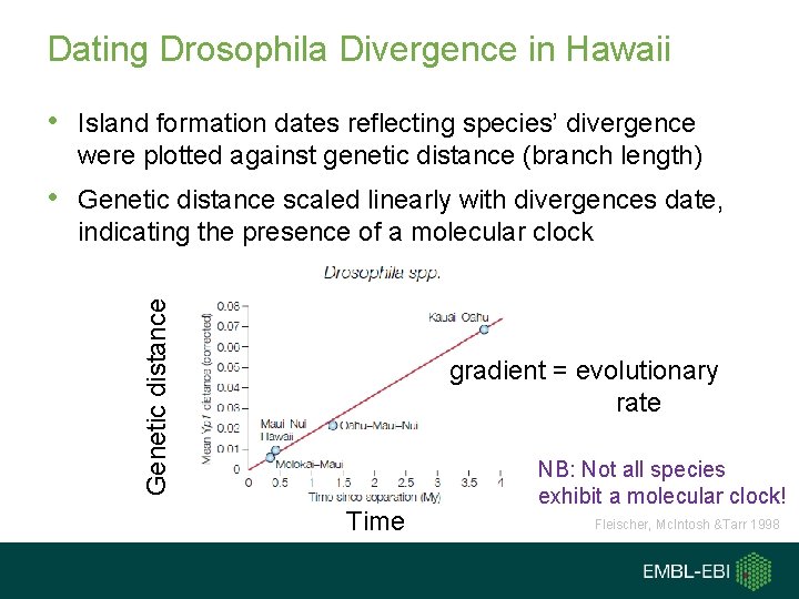 Dating Drosophila Divergence in Hawaii • Island formation dates reflecting species’ divergence were plotted