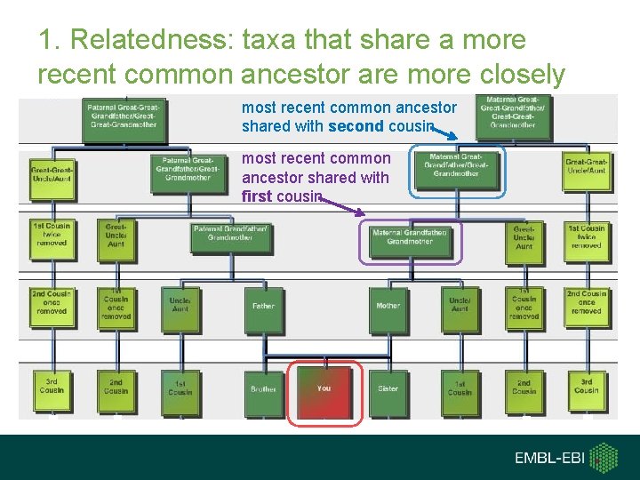 1. Relatedness: taxa that share a more recent common ancestor are more closely most