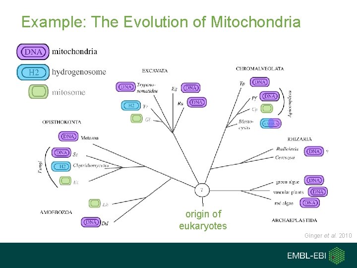 Example: The Evolution of Mitochondria origin of eukaryotes Ginger et al. 2010 