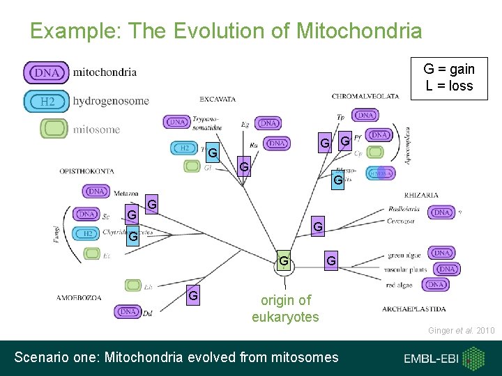 Example: The Evolution of Mitochondria G = gain L = loss G G G