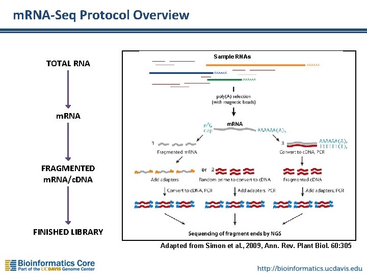 m. RNA-Seq Protocol Overview TOTAL RNA Sample RNAs m. RNA FRAGMENTED m. RNA/c. DNA
