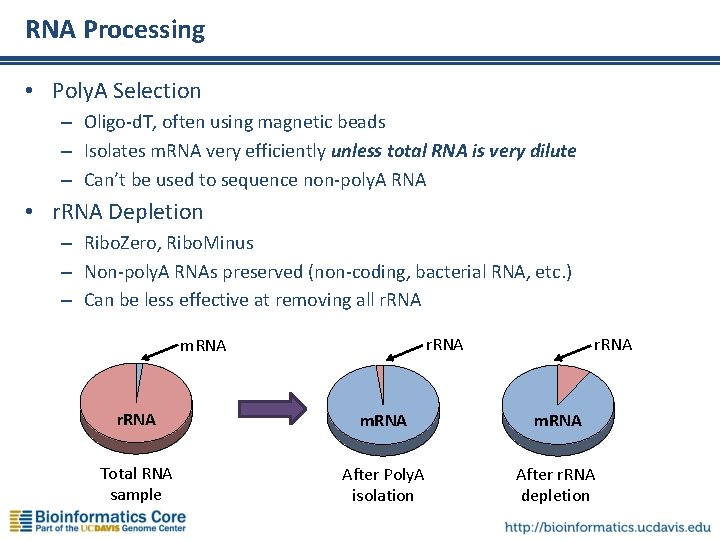 RNA Processing • Poly. A Selection – Oligo-d. T, often using magnetic beads –