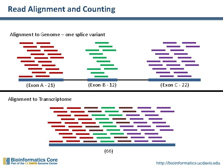 Read Alignment and Counting Alignment to Genome – one splice variant (Exon A -