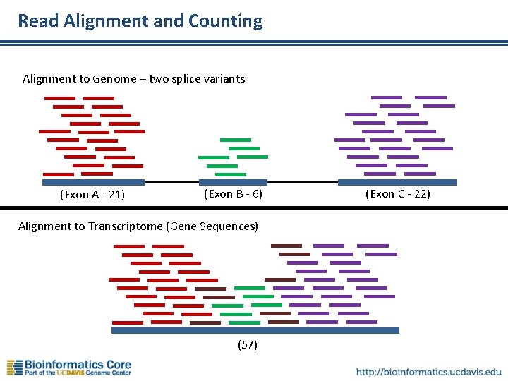 Read Alignment and Counting Alignment to Genome – two splice variants (Exon A -