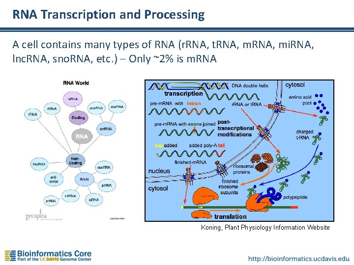 RNA Transcription and Processing A cell contains many types of RNA (r. RNA, t.