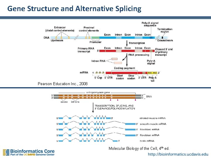 Gene Structure and Alternative Splicing Pearson Education Inc. , 2008 Molecular Biology of the