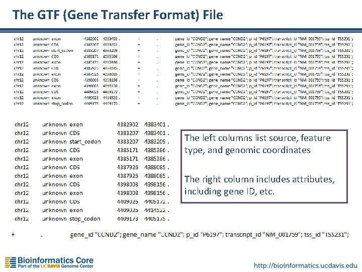 The GTF (Gene Transfer Format) File The left columns list source, feature type, and