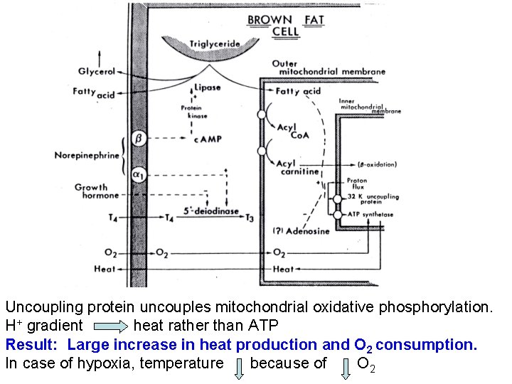Uncoupling protein uncouples mitochondrial oxidative phosphorylation. H+ gradient heat rather than ATP Result: Large