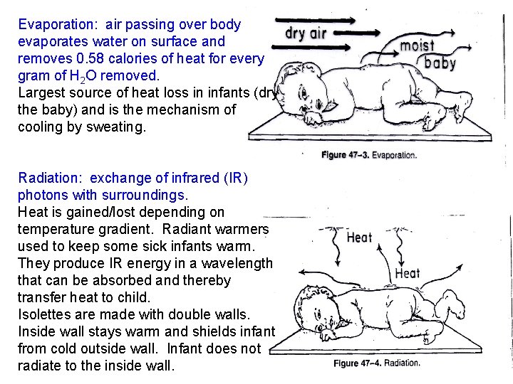 Evaporation: air passing over body evaporates water on surface and removes 0. 58 calories