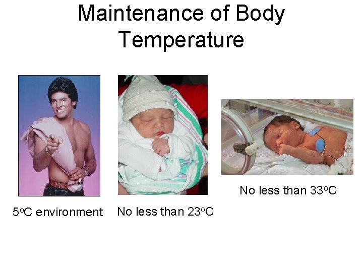 Maintenance of Body Temperature No less than 33 o. C 5 o. C environment
